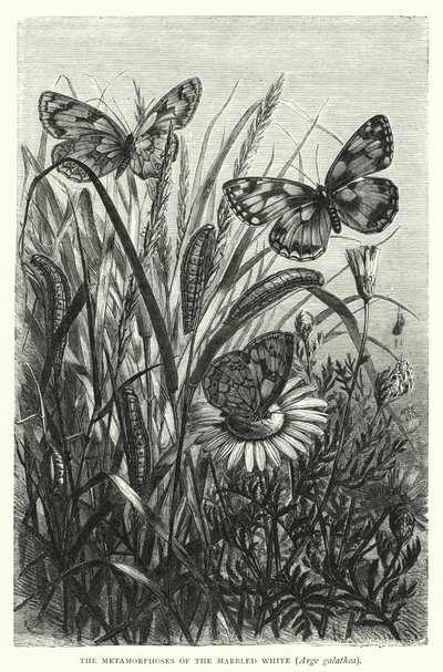 Metamorfosen af den marmorerede hvide, Arge galathea (kobberstik) af English School