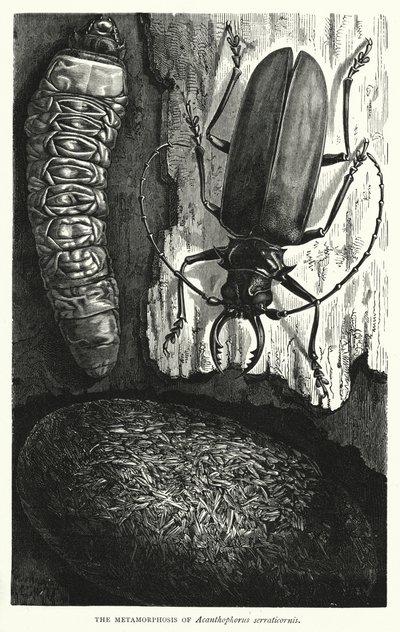 Metamorfosen af Acanthophorus serraticornis (kobberstik) af English School