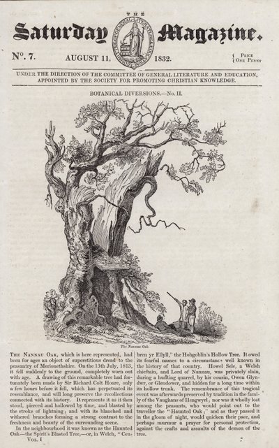 Nannau Oak (gravering) af English School