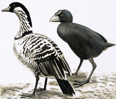 Ne-Ne eller hawaiisk gås og takahe fugl af English School