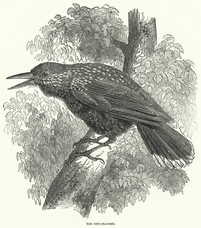 Nøddeknækkeren (gravering) af English School