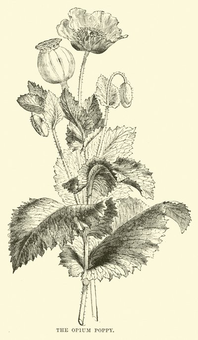 Opiumsvalmuen af English School