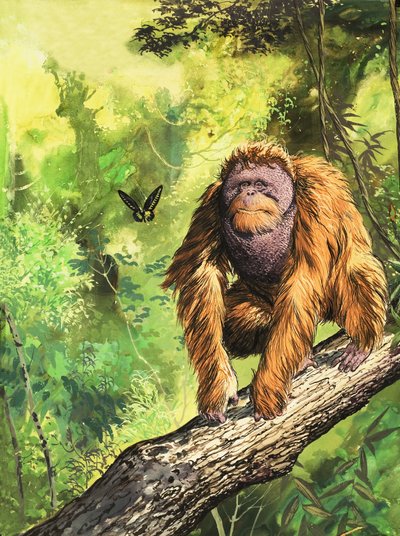 Der Orang-Utan von English School