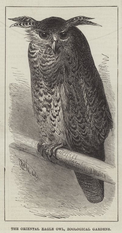 Den orientalske ørneugle, zoologiske haver (gravering) af English School