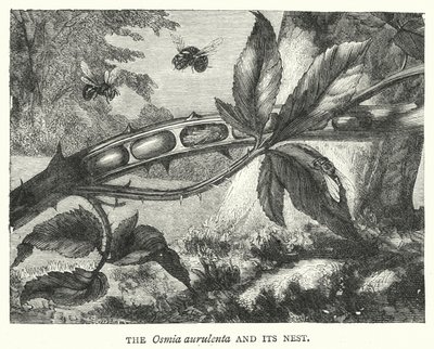 Osmia aurulenta og dens rede (gravering) af English School