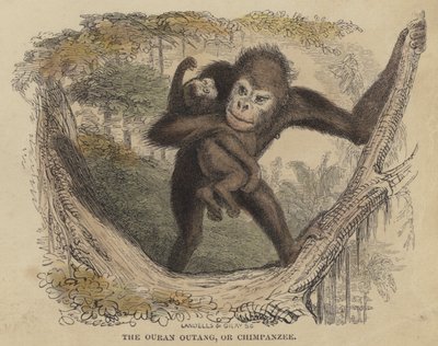 Ouran Outang eller chimpanse (farvet indgravering) af English School