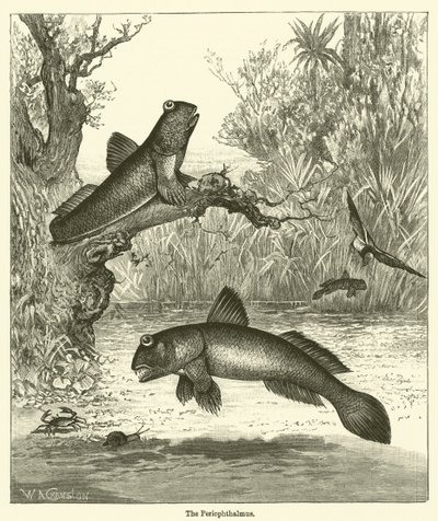 Periophthalmus (gravering) af English School