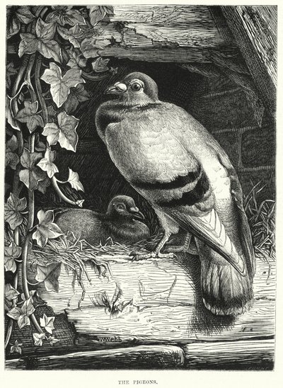 Duerne (gravering) af English School