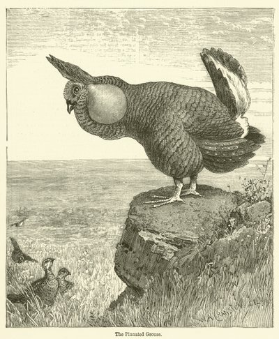 The Pinated Grouse (gravering) af English School