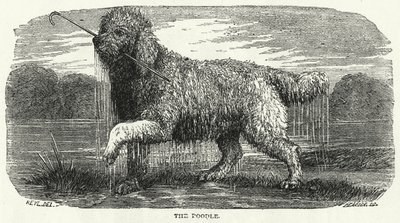 Pudlen (kobberstik) af English School