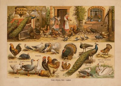 The Poultry Yard (farvelitografi) af English School