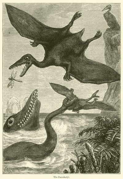 Pterodactyl (kobberstik) af English School