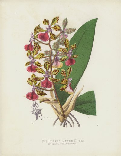 Oncidium haematochilum, Oncidium Haematochilum af English School