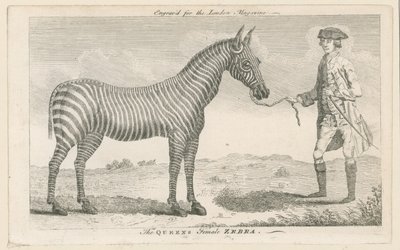 Die weibliche Zebra der Königin von English School