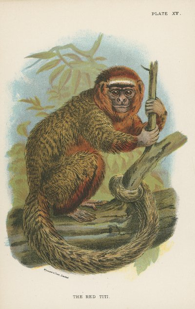 Den røde Titi af English School