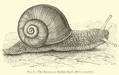 Den romerske eller spiselige snegl (Helix pomatia) af English School