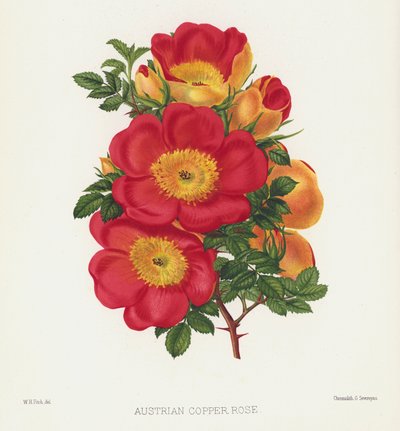 Rosenhaven: Østrigsk kobberrose af English School