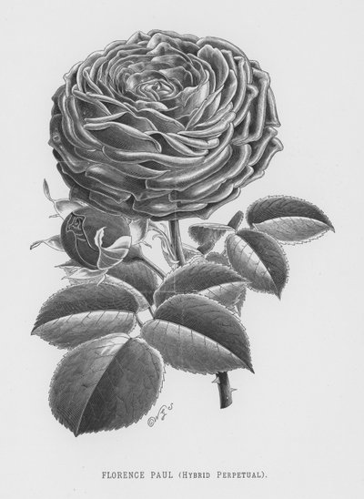 Rosenhaven: Florence Paul, Hybrid Perpetual (gravering) af English School