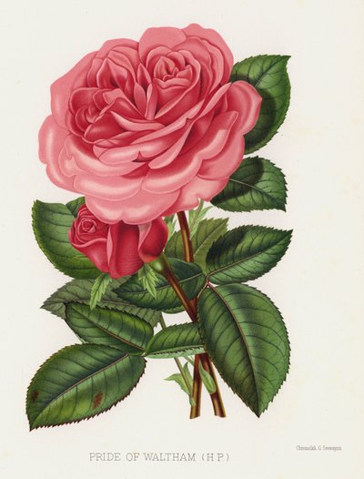 The Rose Garden: Pride of Waltham, HP af English School