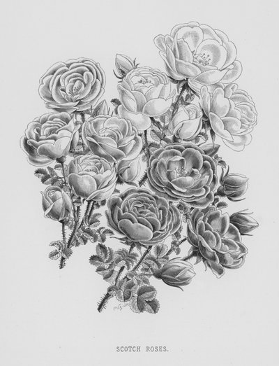 Rosenhaven: Scotch Roses (gravering) af English School