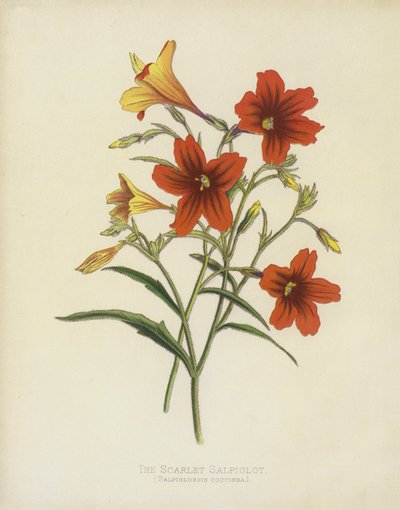 Skarlagen salpiglot, Salpiglossis Coccinea af English School