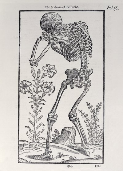 The Skeleton of the Backplate fra The History of Man udgivet af John Banister (1540-1610), 1578 af English School