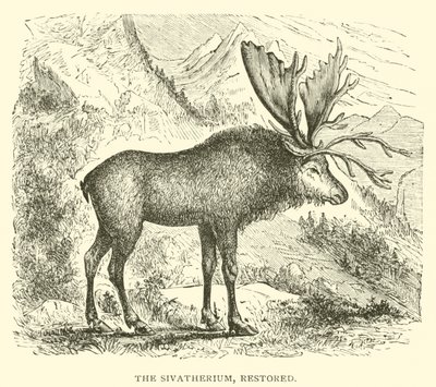 Sivatherium, restaureret (gravering) af English School