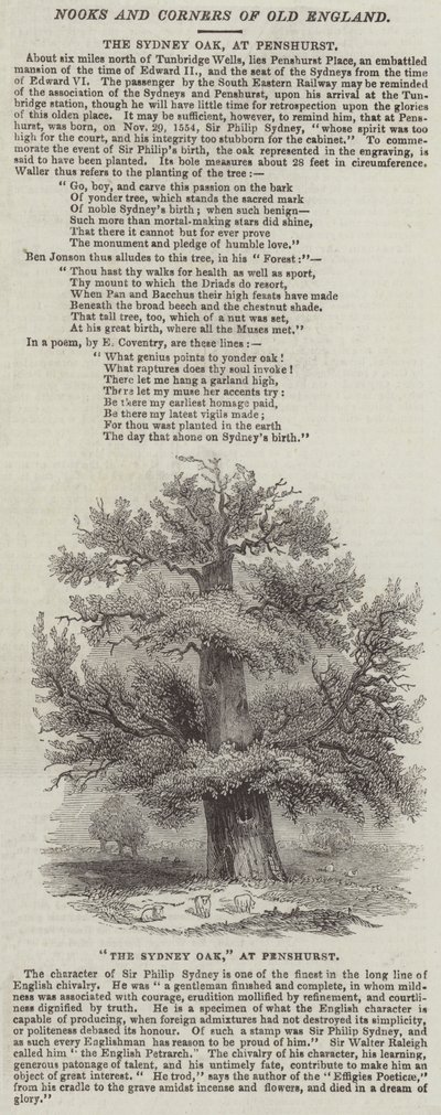 Sydney Oak, ved Penshurst (gravering) af English School