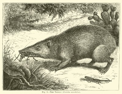 Tanrec, Centetes ecaudatus af English School