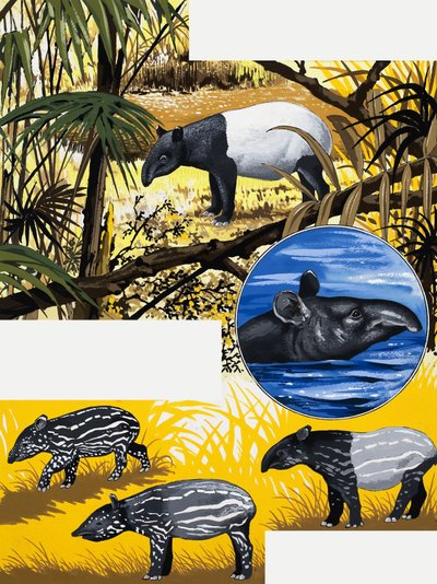 Tapiren af English School