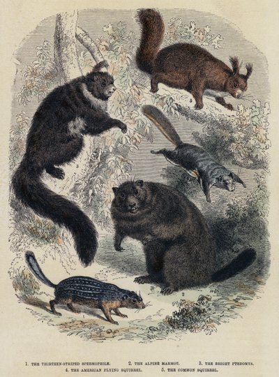 Den 13-stribede spermofil, Alpine Murmeldyr, The Bright Pteromys, The American Flying Squirrel, The Common Squirrel (farvet indgravering) af English School