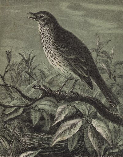 Droslen (gravering) af English School