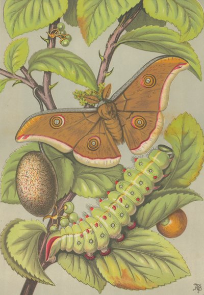Tussar silkeorm fra Indien (farve litho) af English School