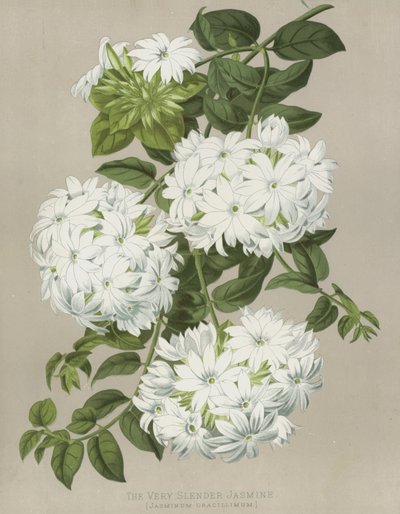 Den meget slanke Jasmin, Jasminum gracillimum af English School