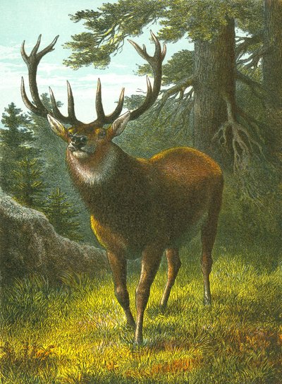 Wapiti af English School