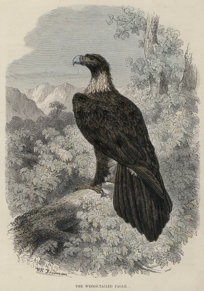 The Wedge-tailed Eagle (farvet gravering) af English School