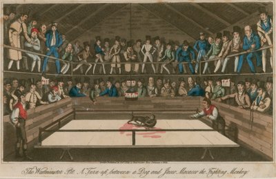 The Westminster Pit: Et opgør mellem en hund og Jacco Macacco, den kæmpende abe af English School