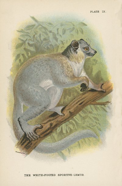 Den hvidfodede Sportive-Lemur af English School