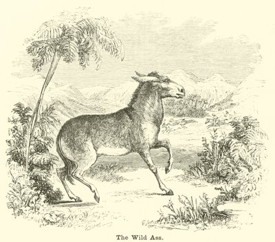 Den vilde røv af English School