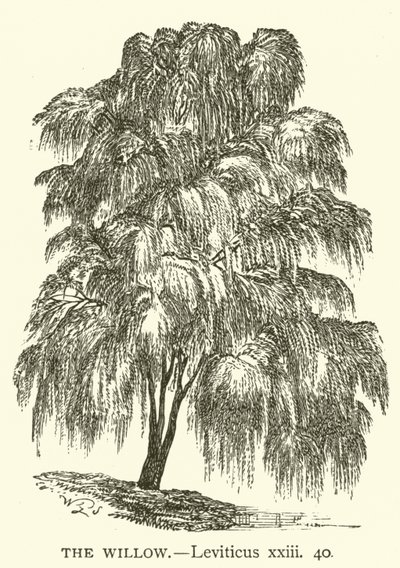 Pilen, Tredje Mosebog, xxiii, 40 (gravering) af English School