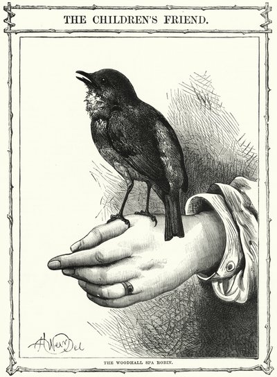 The Woodhall Spa Robin (gravering) af English School