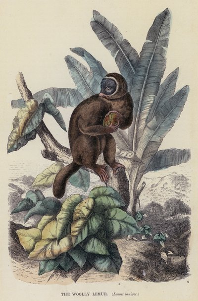 The Woolly Lemur, Lemur laniger (farvet gravering) af English School