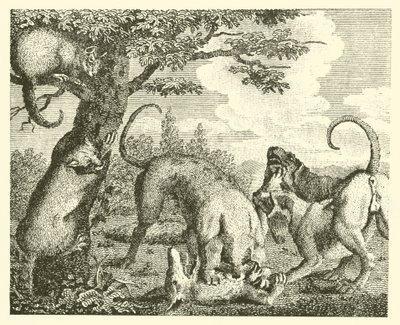 Katten og ræven (kobberstik) af English School
