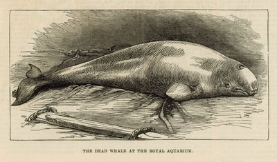 Den døde hval ved Royal Aquarium af English School