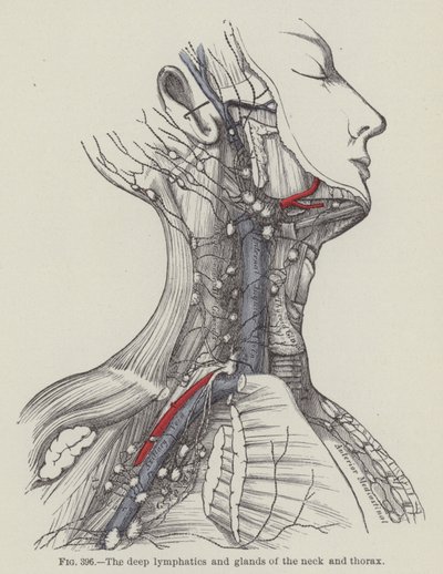 De dybe lymfeceller og kirtler i nakke og thorax (gravering) af English School