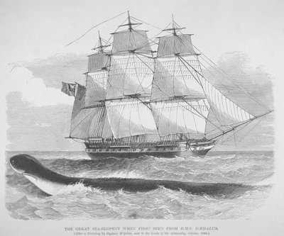 Den store søslange, første gang set fra HMS Daedalus i 1848, ca. 1848 (gravering) af English School