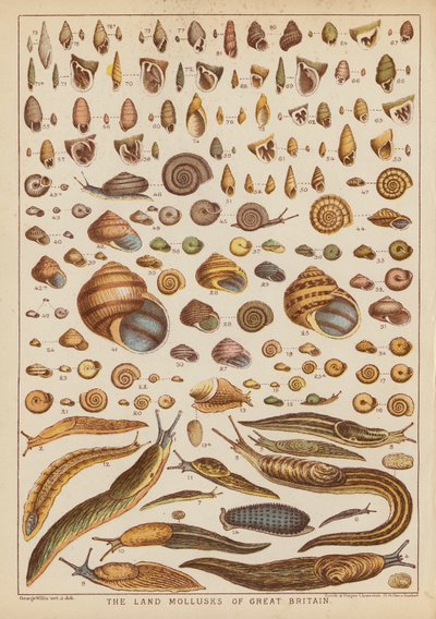 The land mollusks of Great Britain (farvet stik) af English School