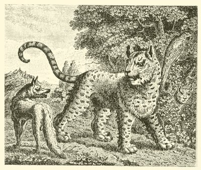 Leoparden og ræven (kobberstik) af English School