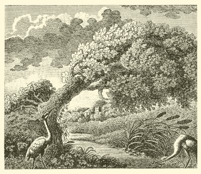 Egetræet og rørbladet (gravering) af English School