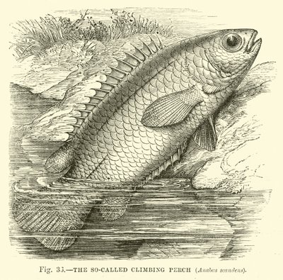 The so-called Climbing Perch, Anabas scandens  af English School